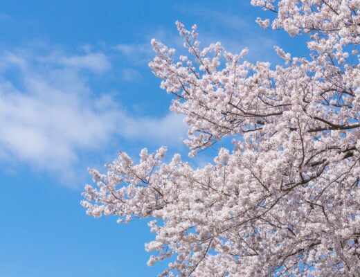 春から本気の婚活スタートです🌸